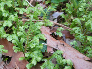 12_0506_kuramagoke3.jpg
