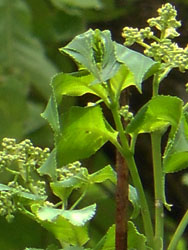 12_0516_gonzui2.jpg