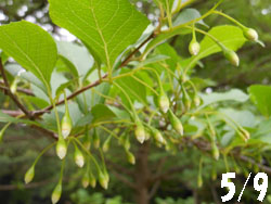 12_0519_egonoki.jpg