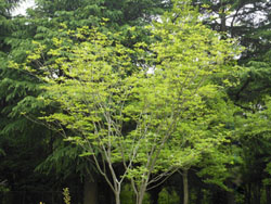 12_0519_m_aodamo2.jpg