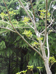 12_0519_m_aodamo3.jpg