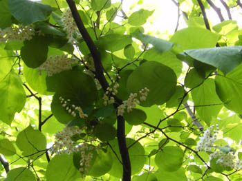 12_0521_hakuun_b06.jpg