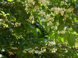 12_0526_egonoki6.jpg