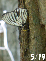 12_0603_a_gomadara1.jpg