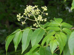 12_0607_gonzui1.jpg