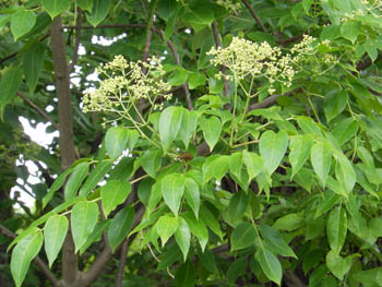 12_0607_gonzui2.jpg