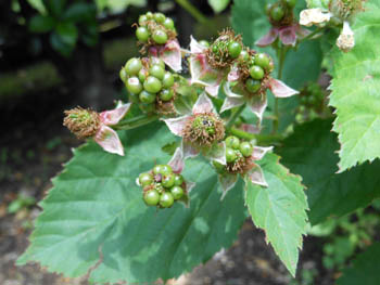 12_0608_berry2.jpg