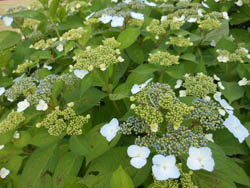 12_0609_g_ajisai2.jpg
