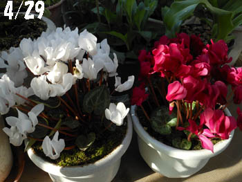 12_0610_cyclamen1.jpg