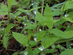 12_0613_raindrop8.jpg