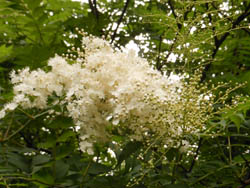 12_0615_tinsibai7.jpg