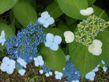 12_0621_g_ajisai2.jpg