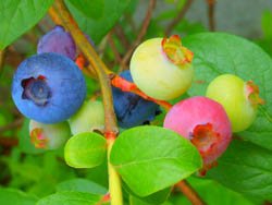 12_0622_blueberry.jpg