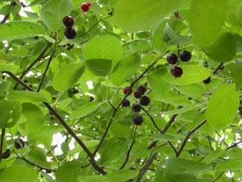 12_0622_juneberry1.jpg