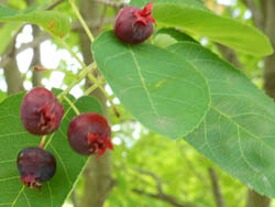 12_0622_juneberry2.jpg