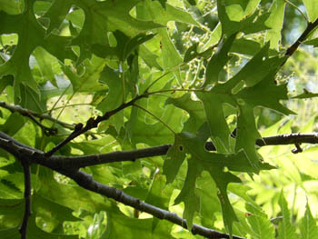 12_0622_pinoak.jpg