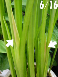 12_0623_calla2.jpg