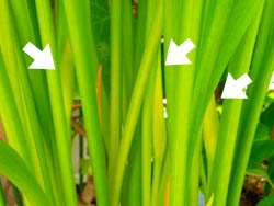 12_0623_calla6.jpg