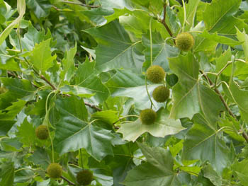 12_0627_platanus1.jpg
