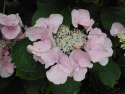 12_0630_s_ajisai01.jpg