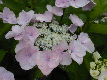 12_0630_s_ajisai02.jpg