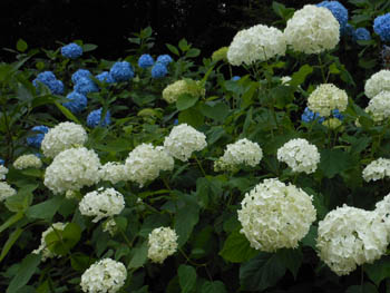 12_0630_s_ajisai11.jpg