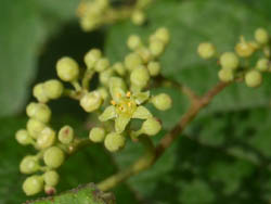 12_0704_nobudo.jpg
