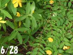12_0709_hypericum1.jpg