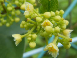 12_0711_a_tudura_f2.jpg