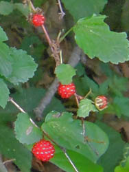 12_0711_nigaitigo2.jpg