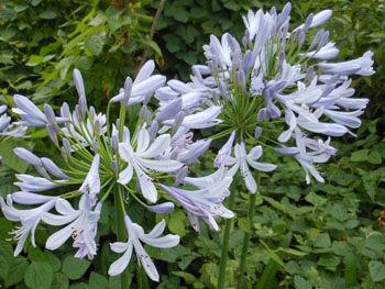 12_0712_agapanthus1.jpg