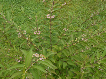 12_0718_komurasaki1.jpg