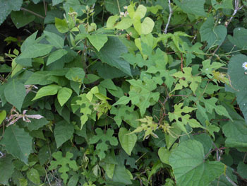 12_0720_mugura2.jpg