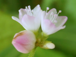 12_0721_mamakono_s2.jpg