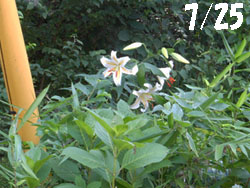 12_0801_yamayuri01.jpg