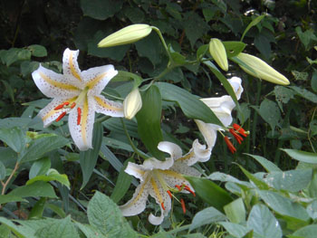 12_0801_yamayuri02.jpg