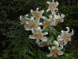 12_0801_yamayuri05.jpg