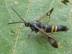 12_0802_kosukasiba1.jpg