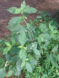 12_0806_inokozuti1.jpg