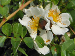 12_0809_t_noibara4.jpg