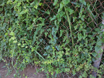 12_0815_fence.jpg