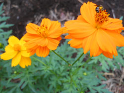 12_0828_k_cosmos1.jpg