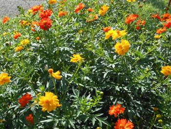 12_0828_k_cosmos2.jpg
