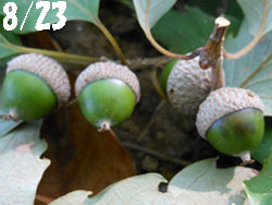 12_0904_konara2.jpg
