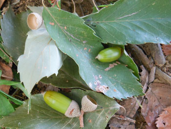 12_0904_konara5.jpg