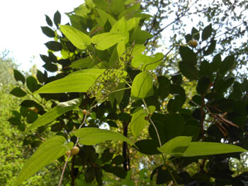 12_0905_yamanoimo1.jpg