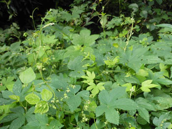 12_0915_kanamugura1.jpg
