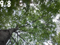 12_0916_mukunoki.jpg