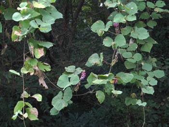 12_0917_kuzu1.jpg