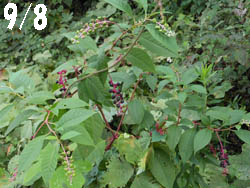 12_0918_y_yamagobo1.jpg